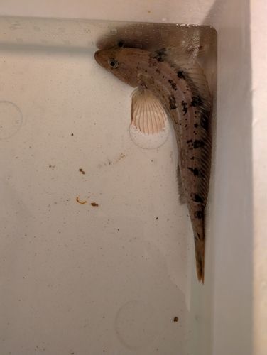アイナメの釣果