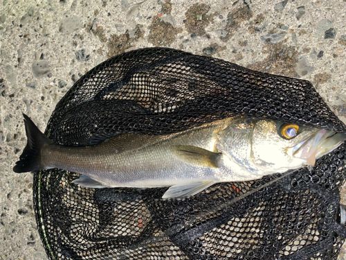 セイゴ（マルスズキ）の釣果