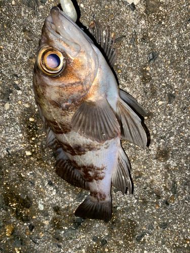 メバルの釣果
