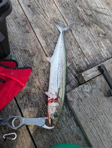 サゴシの釣果