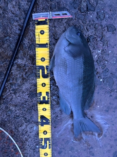 メジナの釣果