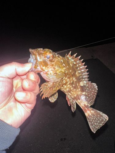 カサゴの釣果