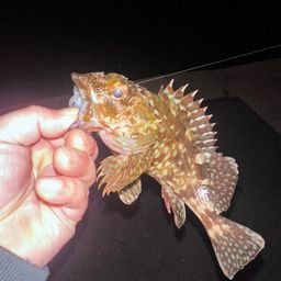 カサゴ