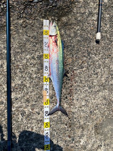 サワラの釣果