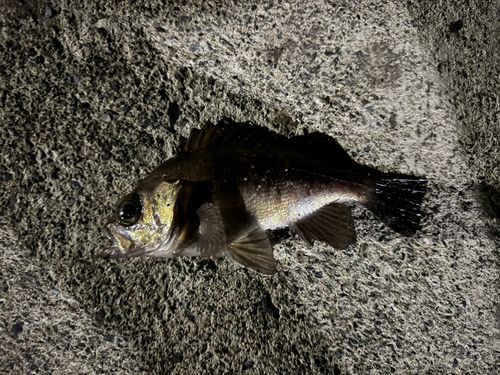 メバルの釣果