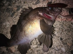 シロメバルの釣果