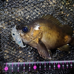 メバルの釣果