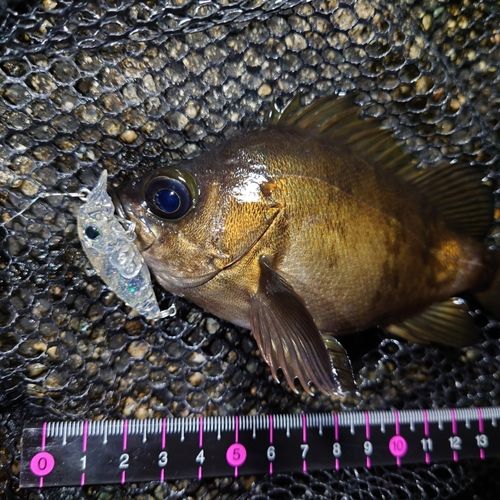 メバルの釣果