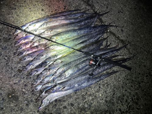 タチウオの釣果