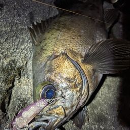 クロメバル