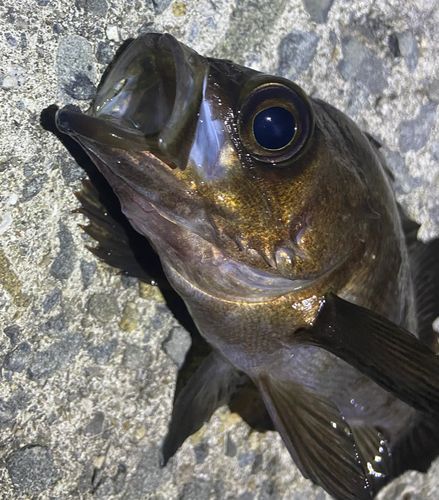 メバルの釣果