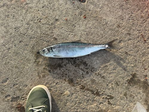ニシンの釣果