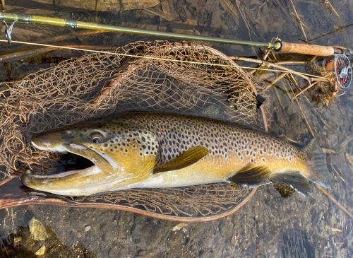 ブラウントラウトの釣果