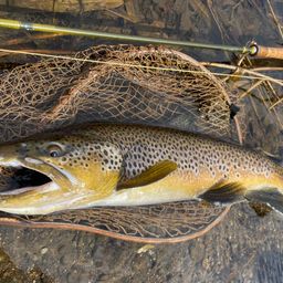 ブラウントラウト