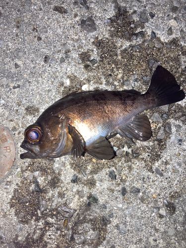 シロメバルの釣果