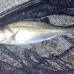 セイゴ（マルスズキ）