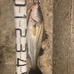 フッコ(マルスズキ)