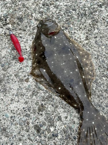 カレイの釣果