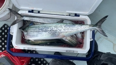 サワラの釣果