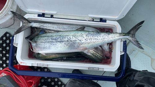サワラの釣果