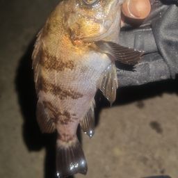 シロメバル