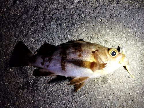 メバルの釣果