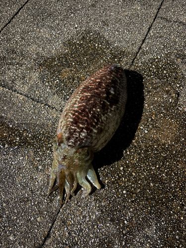 モンゴウイカの釣果