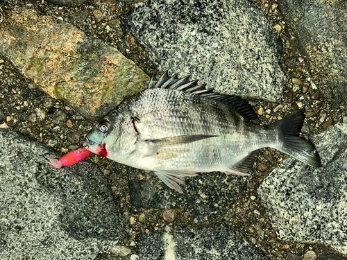 クロダイの釣果