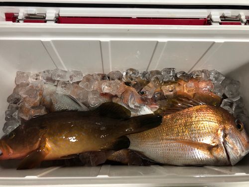 アコウの釣果