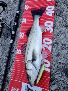 セイゴ（マルスズキ）の釣果