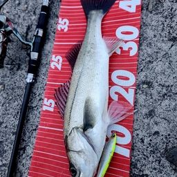 セイゴ（マルスズキ）