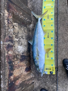 ヒラマサの釣果