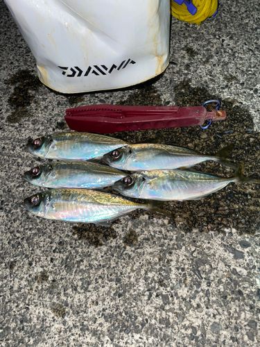 アジの釣果