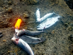 サクラマスの釣果