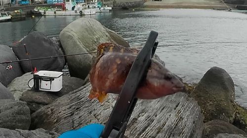 ベラの釣果