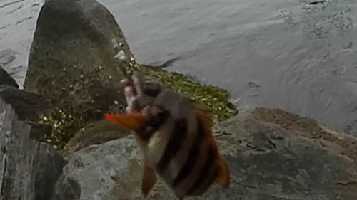 タカノハダイの釣果