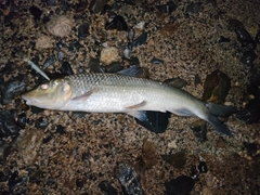 ニゴイの釣果