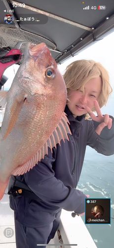 マダイの釣果