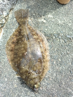 マコガレイの釣果