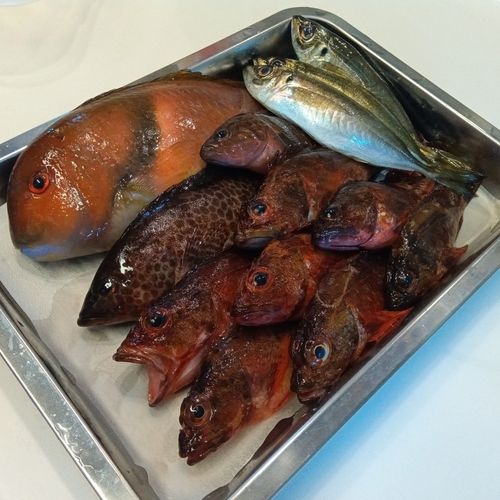 アジの釣果