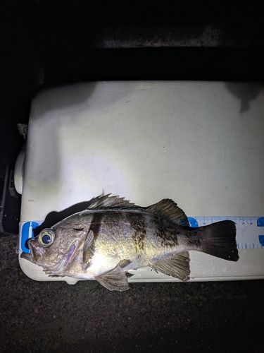 メバルの釣果