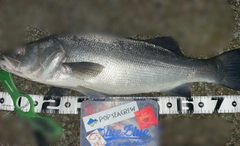 ヒラスズキの釣果