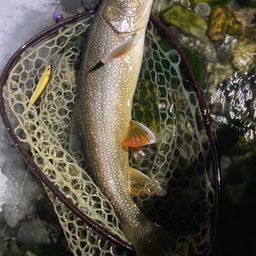 レイクトラウト