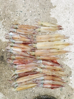 ヤリイカの釣果