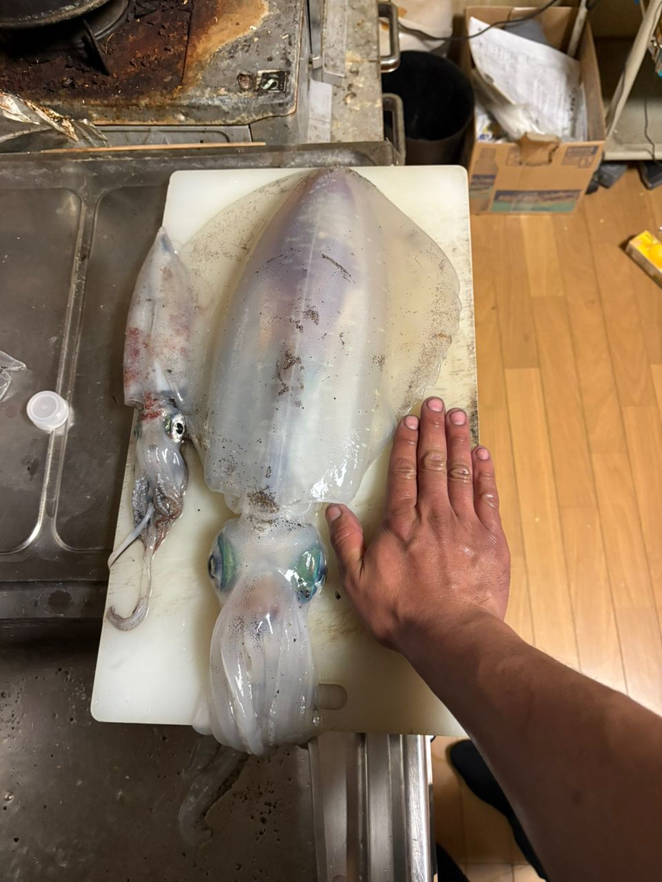 アオリイカ