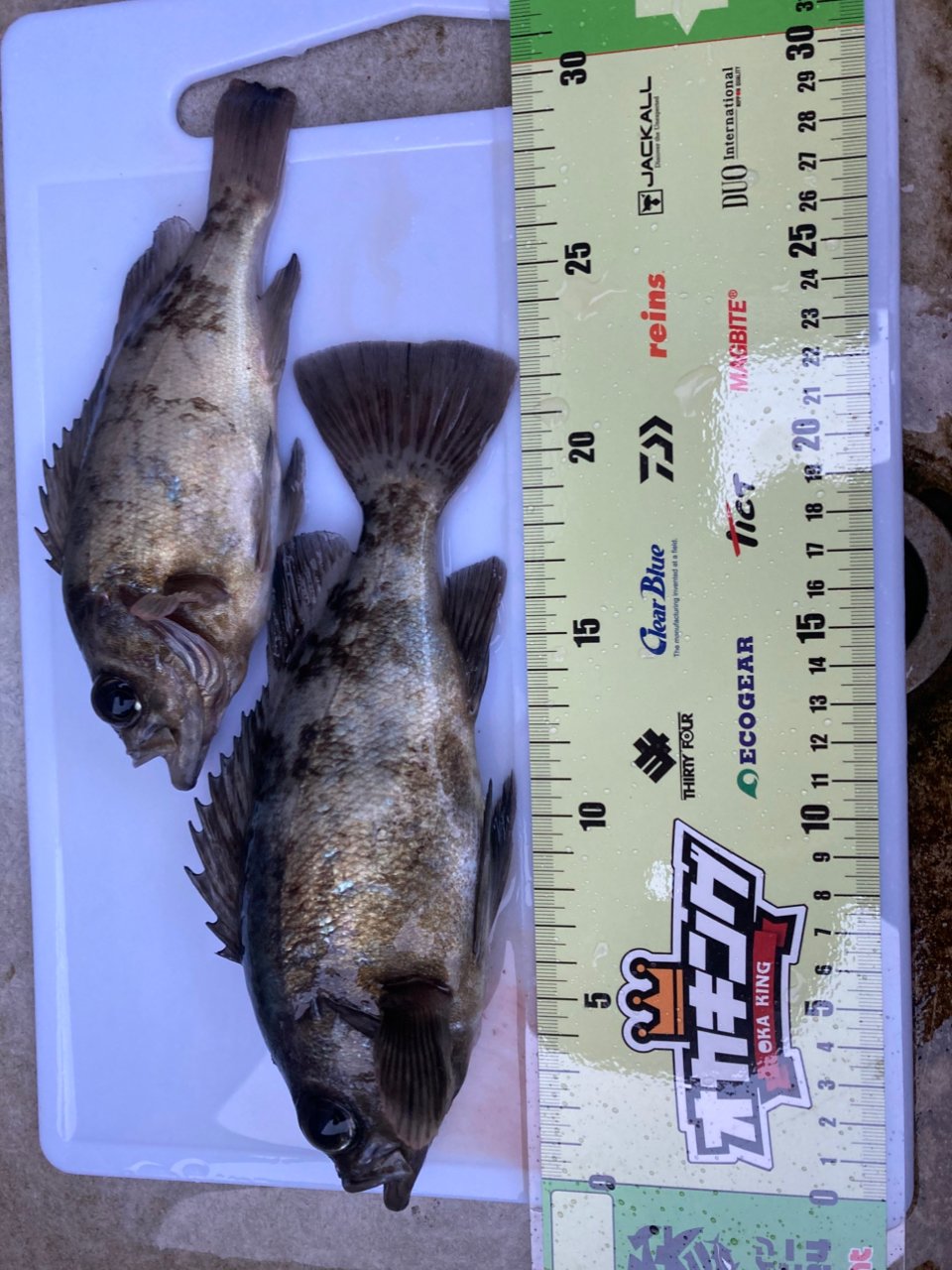 DAIWA 21フリームス FC LT1000Sの最安値・インプレ・釣果 | 本音