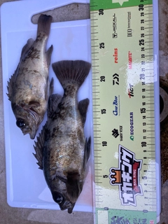 メバルの釣果