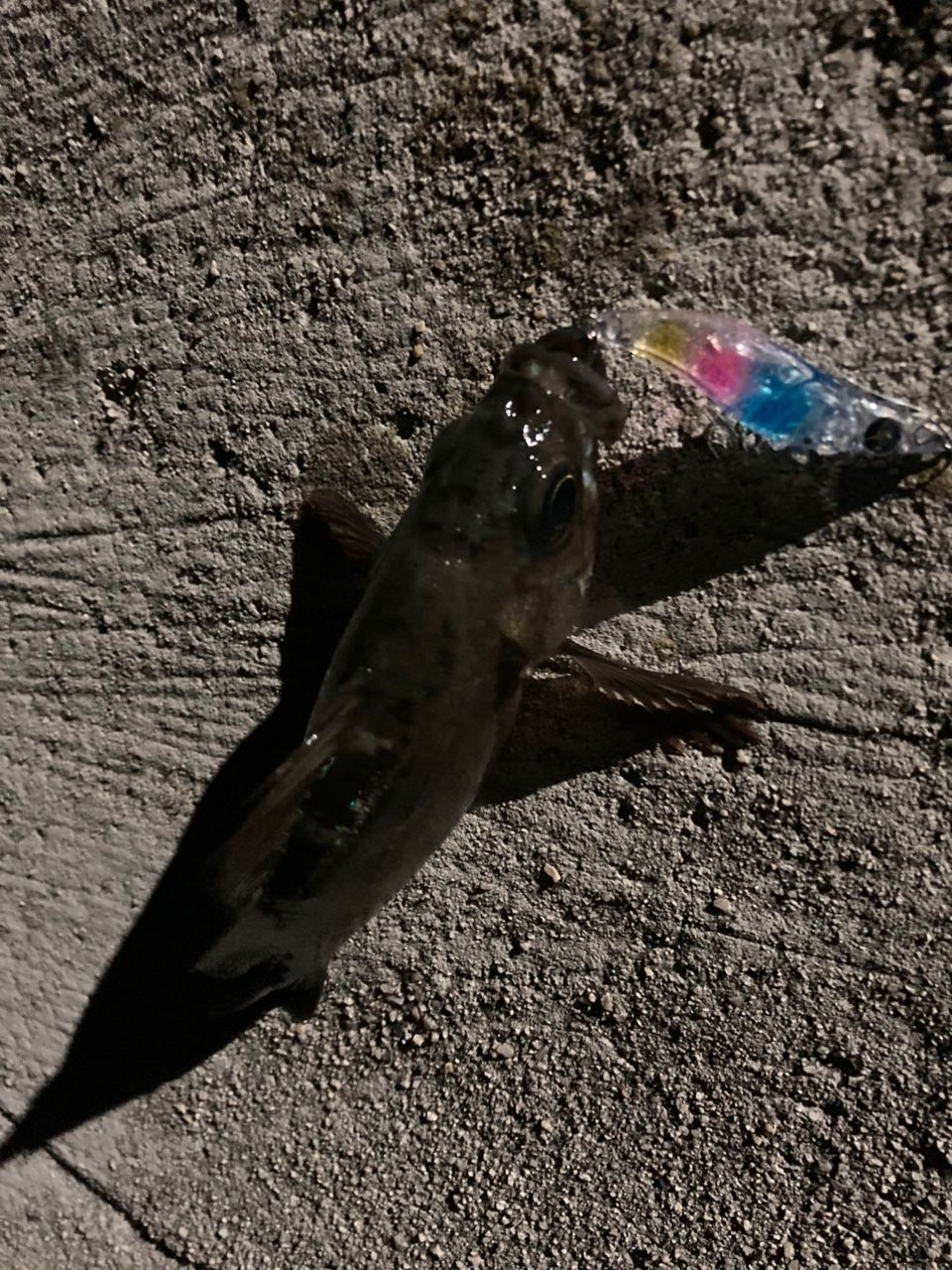 メバル
