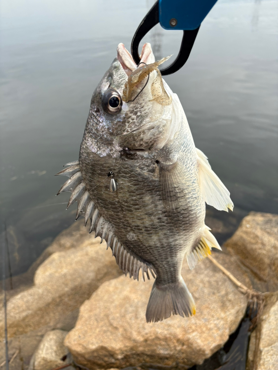 DAIWA 22シルバーウルフ MX 76MLB-Sの最安値・インプレ・釣果