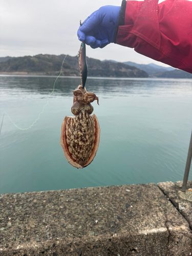 コウイカの釣果